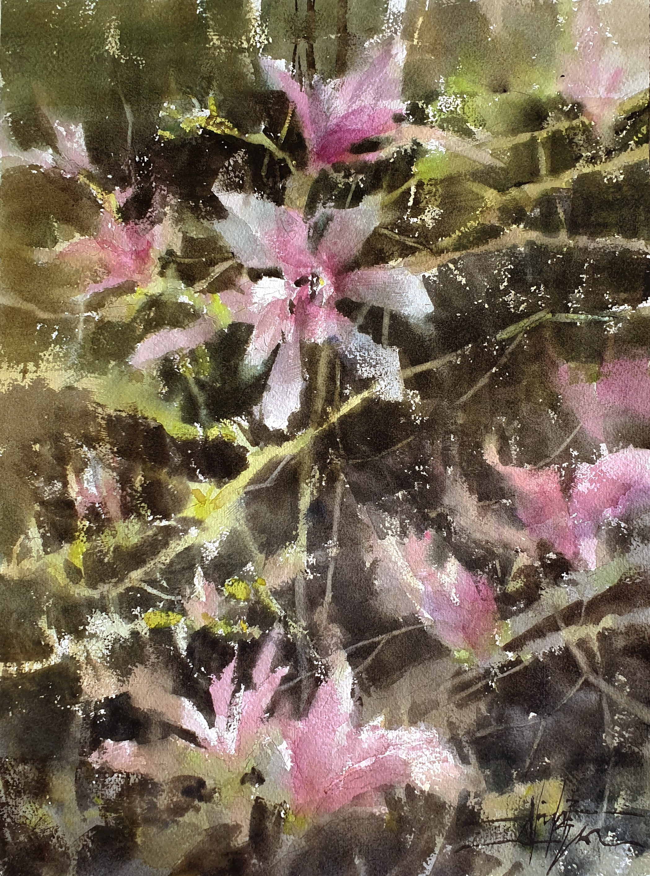 Magnolias