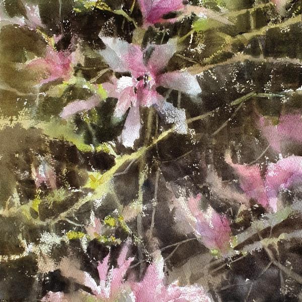 Magnolias