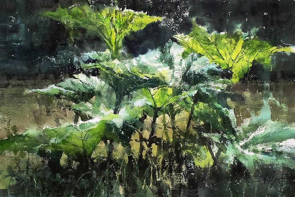 Gunnera