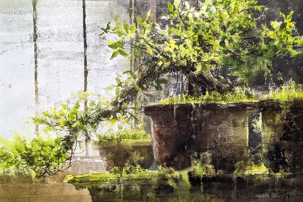 Ficus bonsaï I