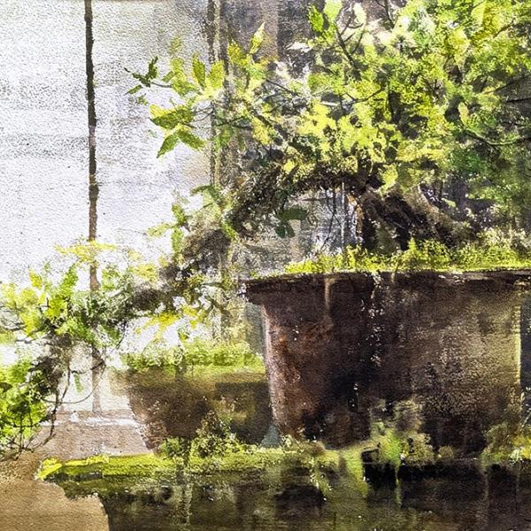 Ficus bonsaï I