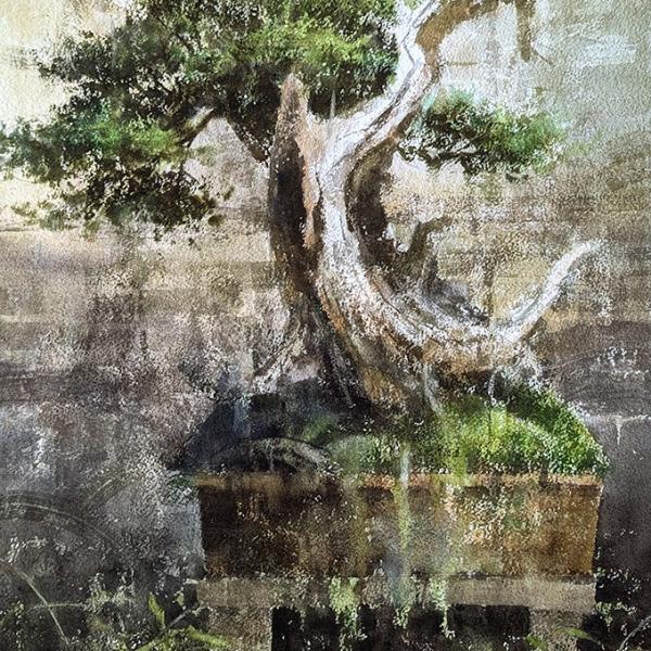 Juniperus bonsaï